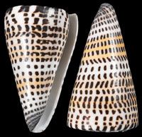 Letter Cone Shells measuring  3 to 3 1/2"  Sold Each