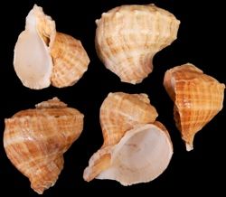Rapana Shells measuring approximately 3"  Sold Each