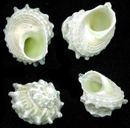 Astrea Calcar shells Approximately 1/2 " Sold by the 1/4 pound