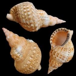 Gold Caribbean Triton Shells measuring 8 to 10"  Sold Each