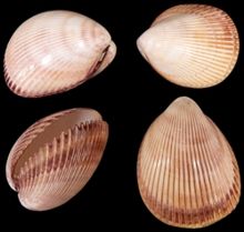 Giant Polished Cockle Shell Singles measuring 3 1/2 to 4 1/2"  Sold Each