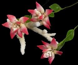 Clam Shell Flower Stem measuring 7"  sold each