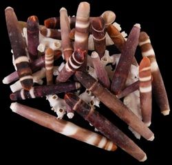 Sea Urchin Spines measuring 1 to 3" sold by the 1/4 pound