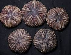 Sea Urchins (Astropyga)  5" Sold Each