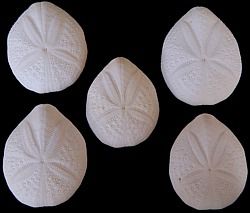 Sea Biscuits (thin puffer) 1.5 to 2" sold each