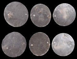 Capiz Shell Rounds with 2 Drilled Holes measuring 1 1/2 to 2"  Sold Each