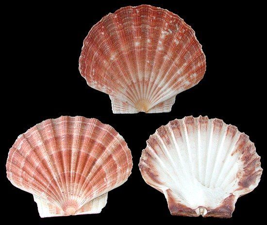 Irish Flat Scallop Shells measuring at least 4"  Sold Each