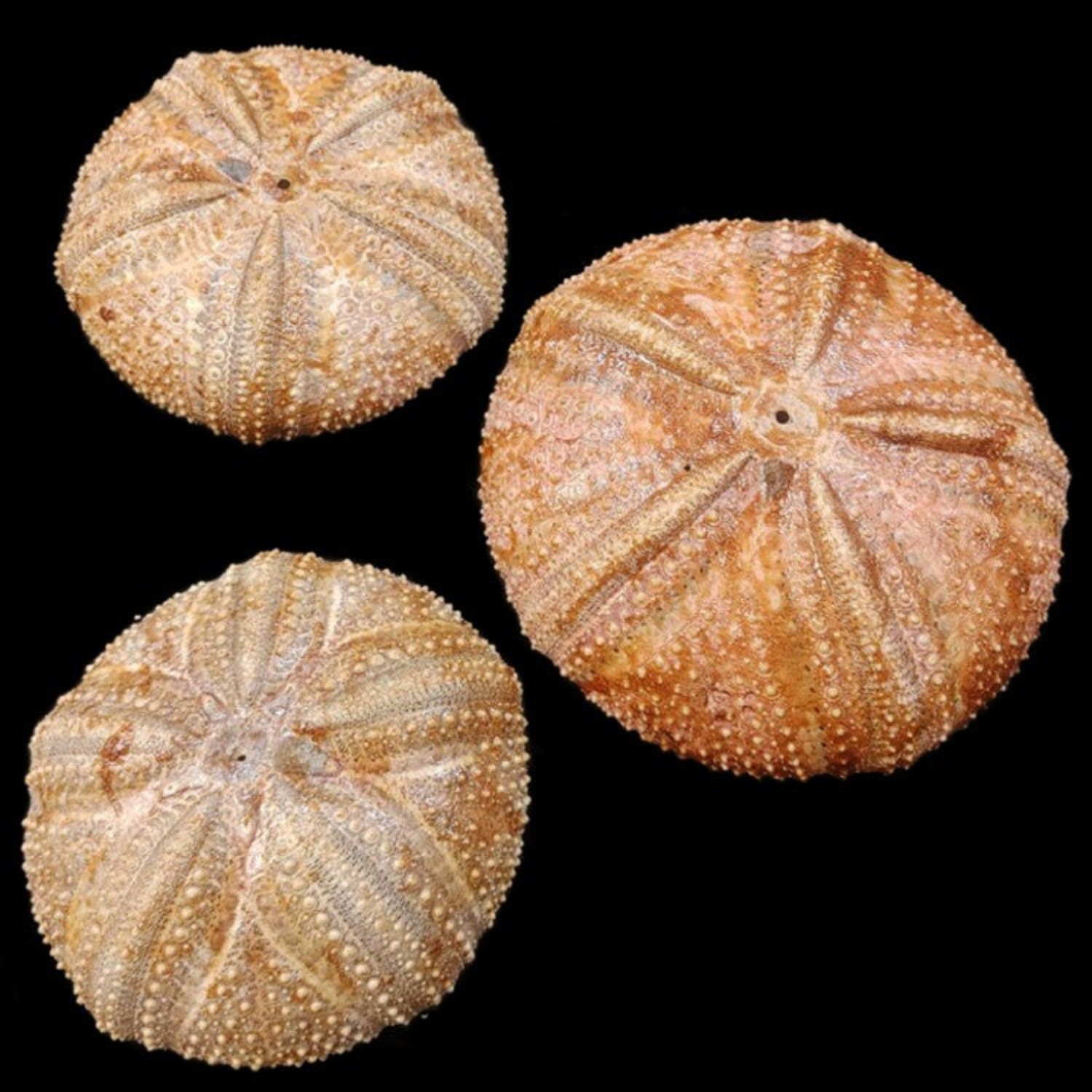 Bronze Sea Urchins measuring 4 to 5"  Sold Each