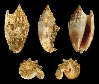 Strombus Auresdiane shell measuring 2 to 2.5" sold by the 1/4 pound