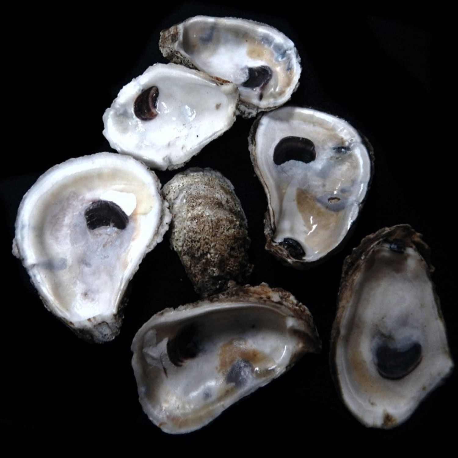 Natural Oyster Half Shells - 2.5 to 4" Sold  Each