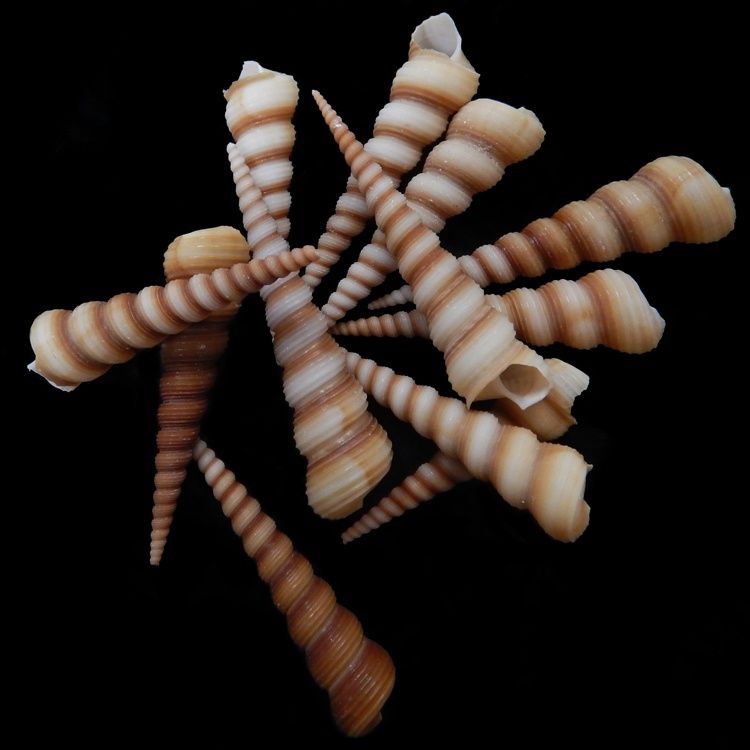 Light Color Turitella Shells- 2" Sold Each