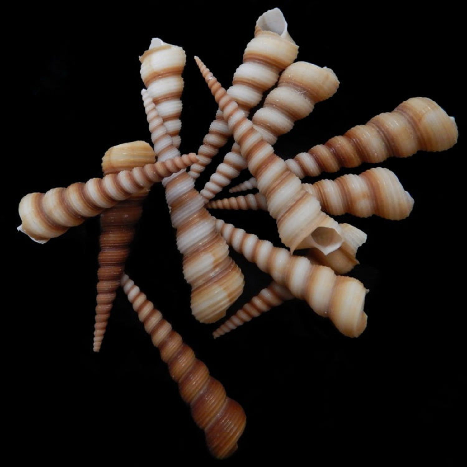 Light Color Turitella Shells- 3" Sold Each
