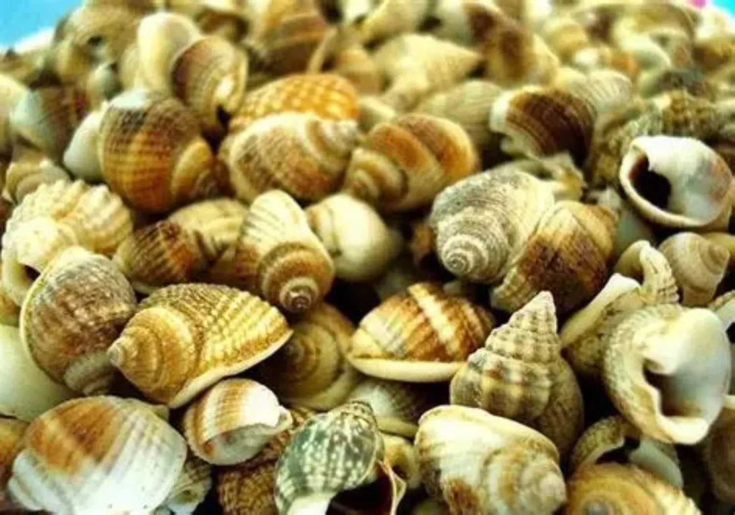 Mixed Nutmeg shells - 1/4" or less sold by the 1/4 pound