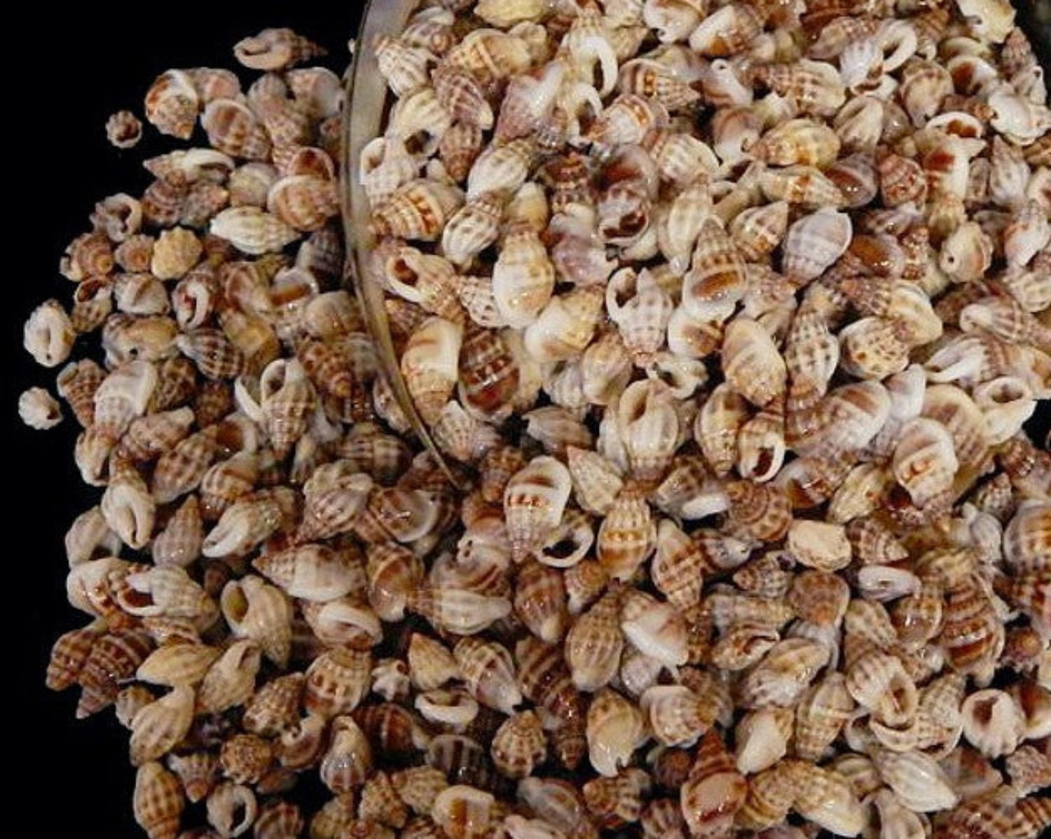 Nassa Persica Shells - 1/2" or less sold by the 1/4 pound