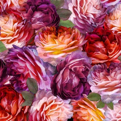 Rose Grace - Packed Roses