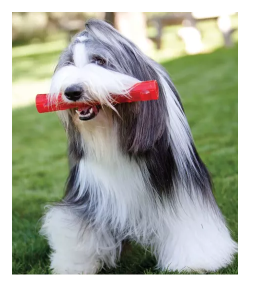 Kong Squeezz Stick