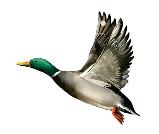 Sleutelhanger Wilde Eend Acryl