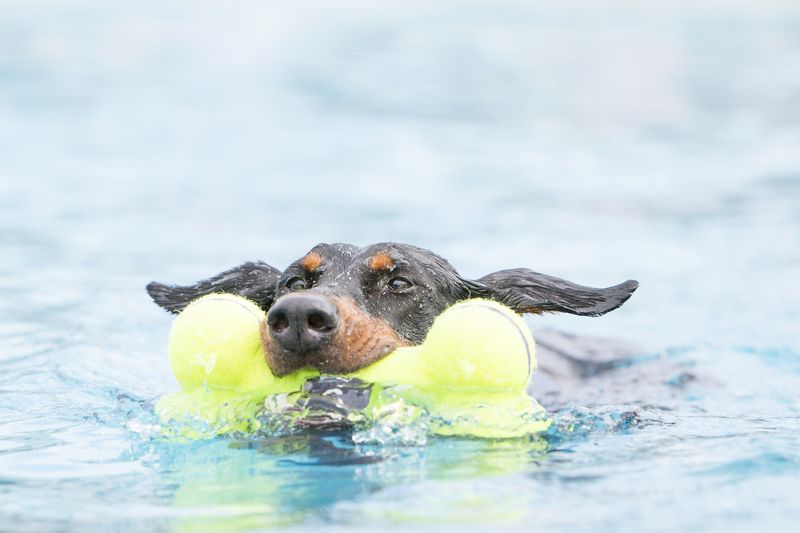 Kong Air Dog Halter