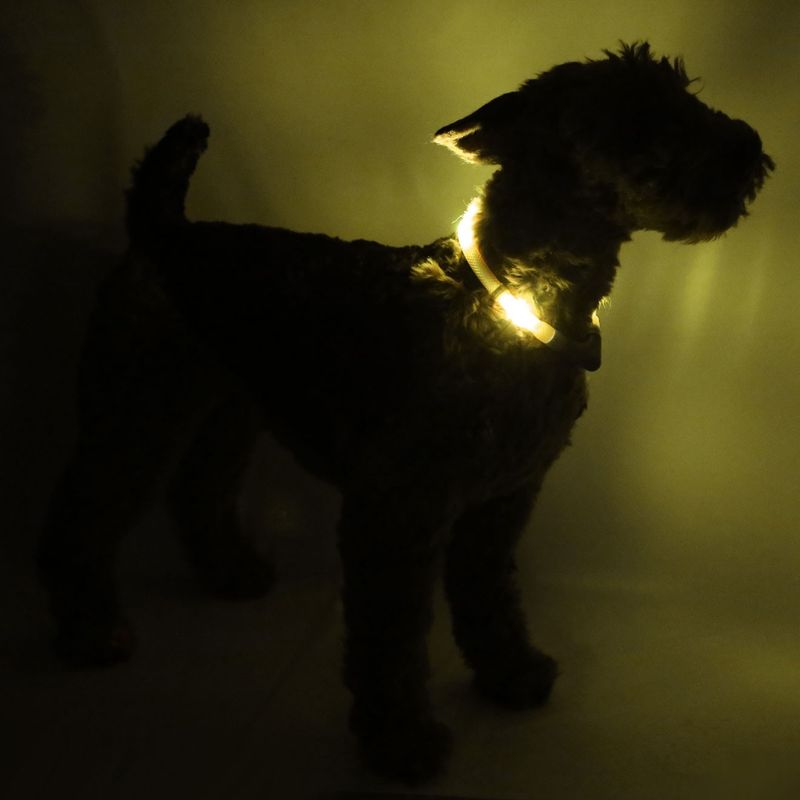 Leuchtie Halsband LED Easy Charge Sunny Geel