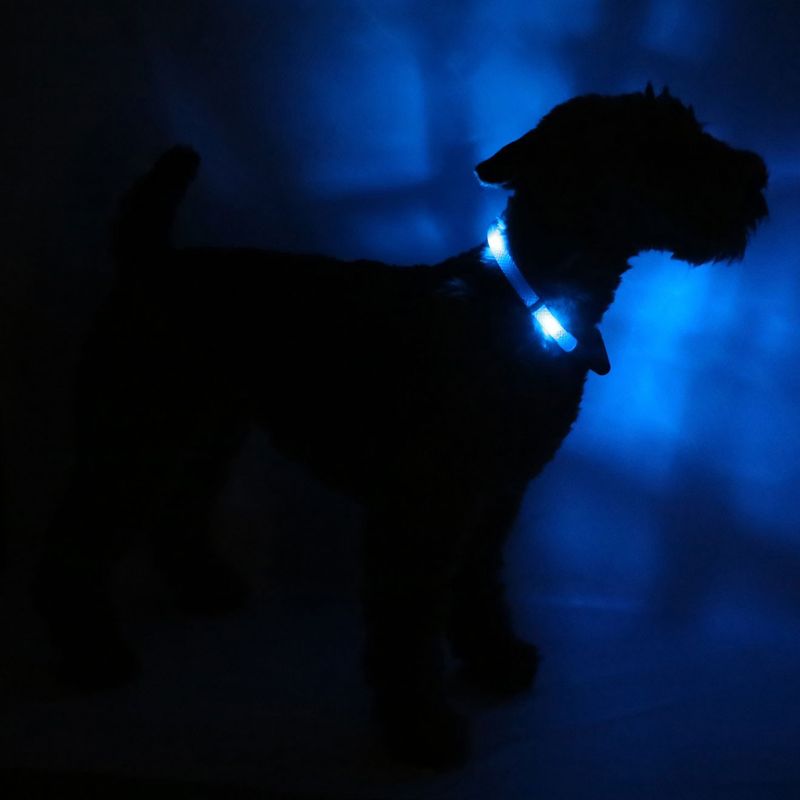 Leuchtie Halsband LED Easy Charge Blauw