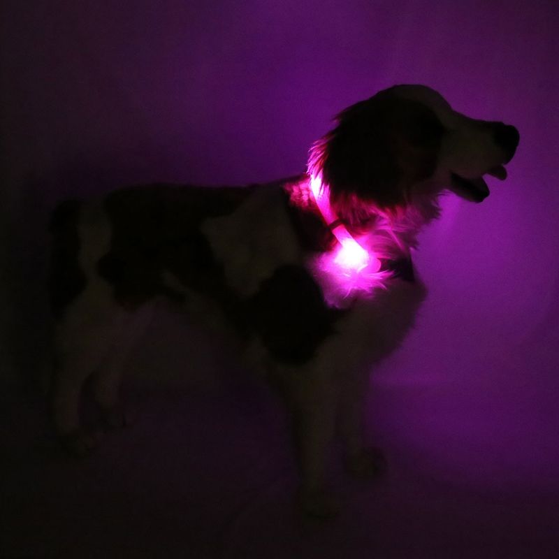 Leuchtie Halsband LED Easy Charge Hot Pink