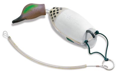 Dokken's Diver Greenwing Teal