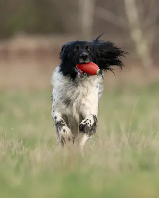 Sporting Saint Launcher Bal Rood