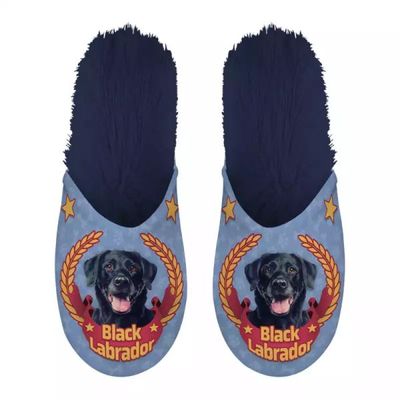 Slippers Labrador Retriever
