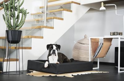 Bia Hondenmand Original Zwart