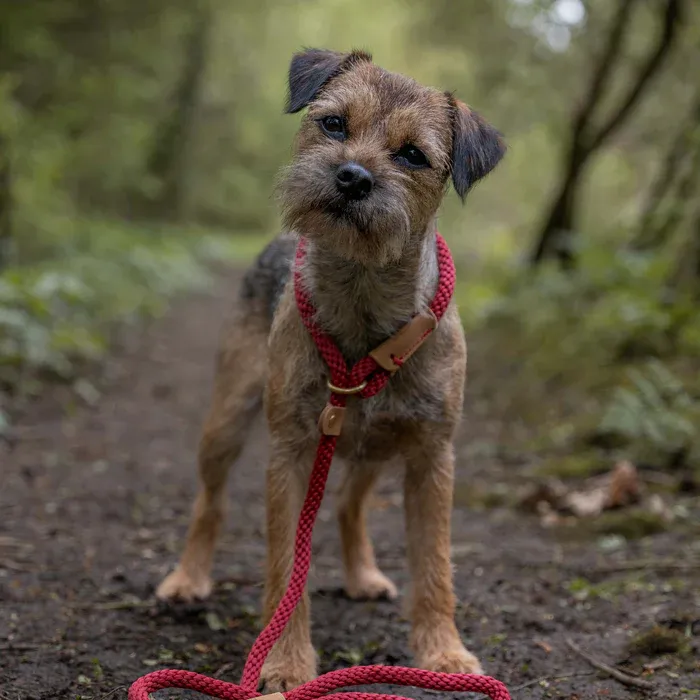 Ruff And Tumble Sliplijn Rosehip 14MM
