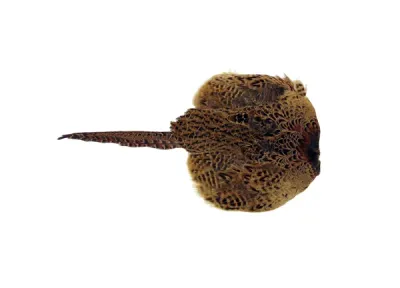 Sporting Saint Fazantenvederkleed Hen