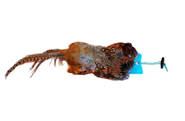 Sporting Saint Fazantendummy Haan 1000 Gram