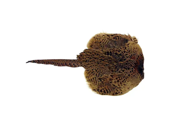 Sporting Saint Fazantenvederkleed Hen