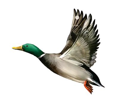 Sleutelhanger Wilde Eend Acryl