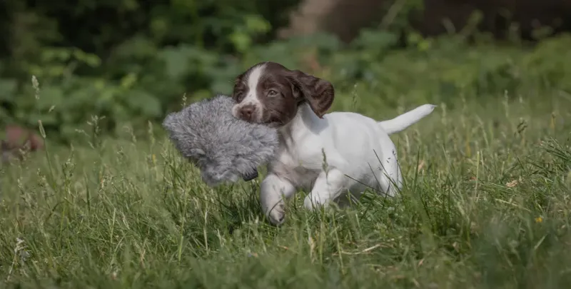 Sporting Saint Puppy Dummy Konijnenvacht
