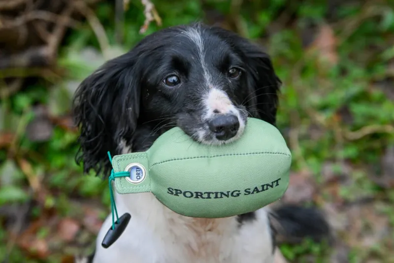 Sporting Saint Retrieve Dummy
