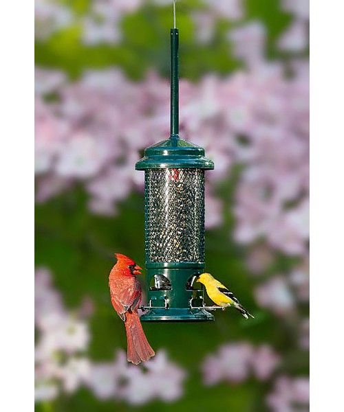 SQUIRREL BUSTER - STANDARD single