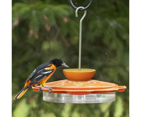 ORIOLE FEEDER - CLASSIC