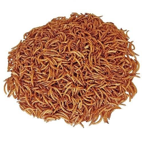 Dried Mealworms