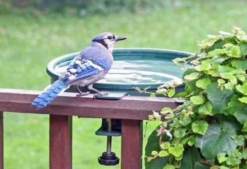 Deck Clamp Birdbath