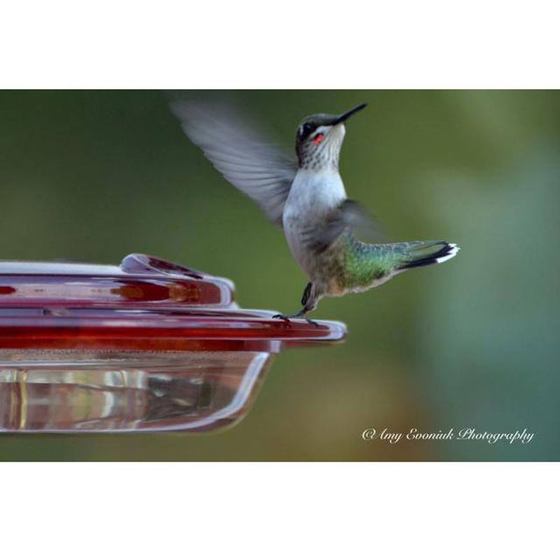 Hummingbird Feeder 8oz