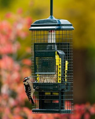 SQUIRREL BUSTER - SUET HOLDER single
