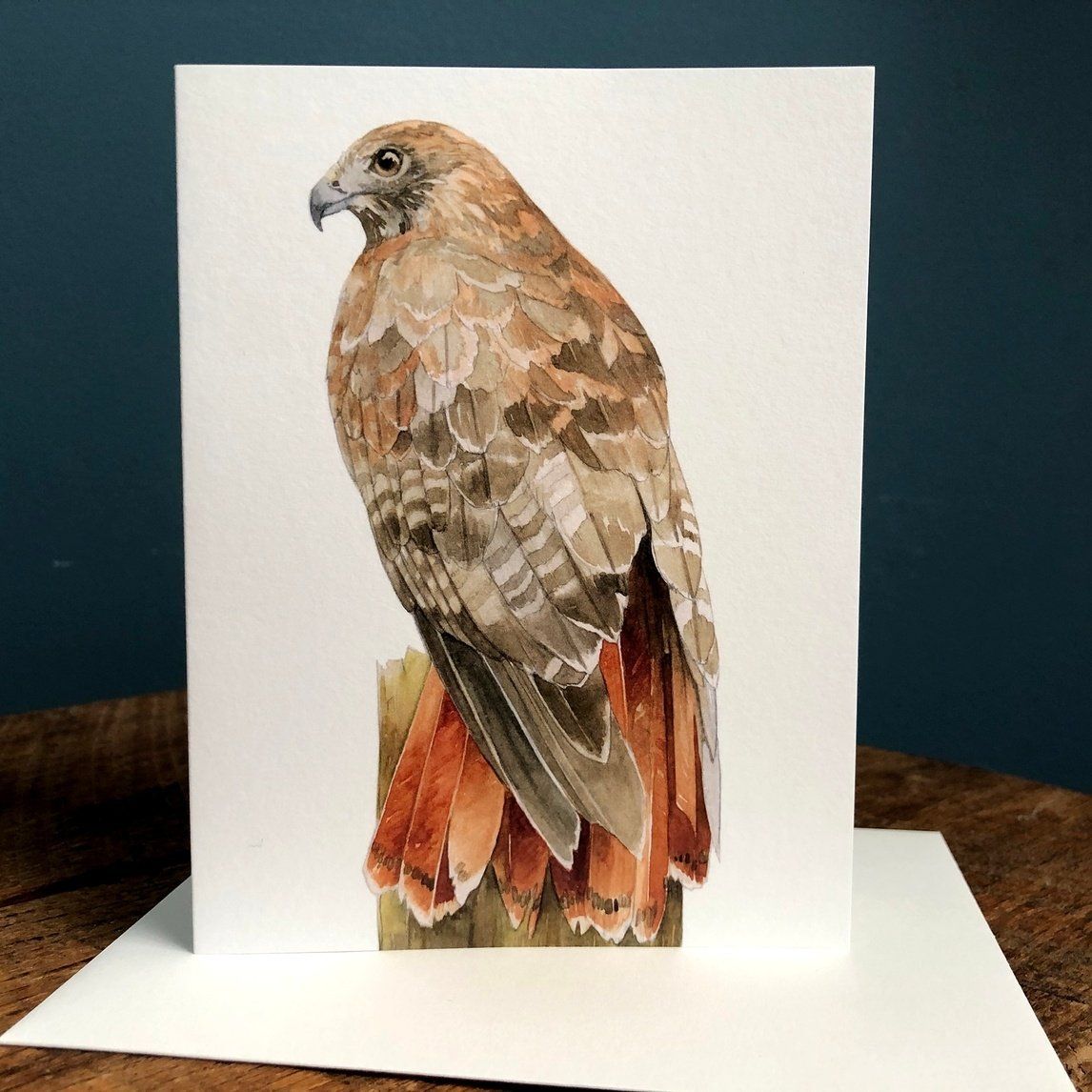 Red-Tailed Hawk - Blank Note Card