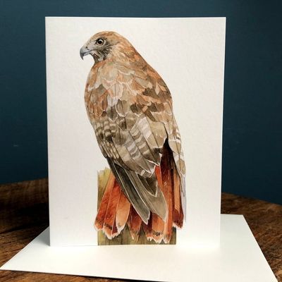 Red-Tailed Hawk - Blank Note Card