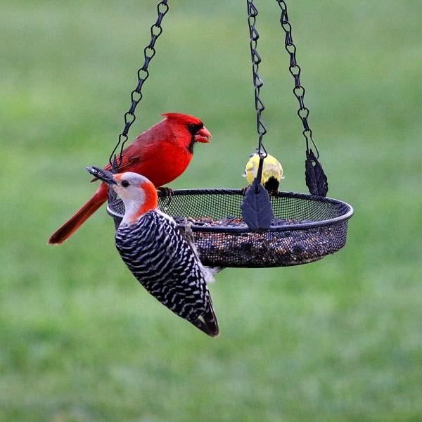 Backyard Essentials Hanging Tray Feeder