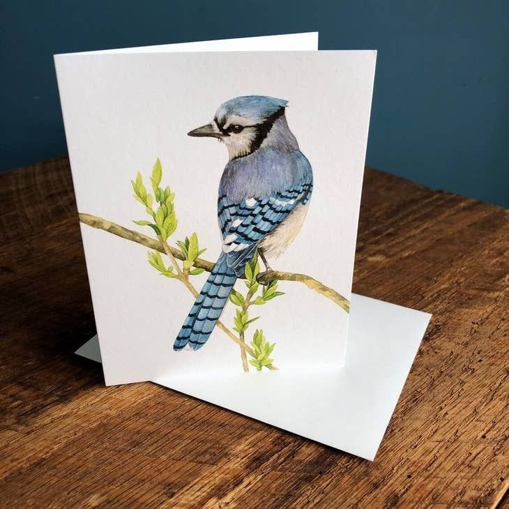Blue Jay - Blank Note Card