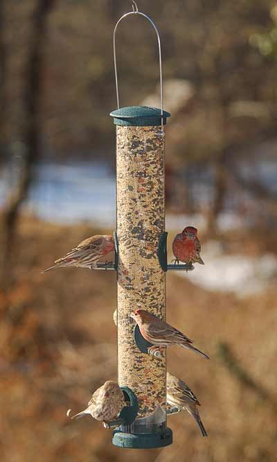 Seed Tube Feeder, Color: Spruce Green, Size: 6 Ports Large