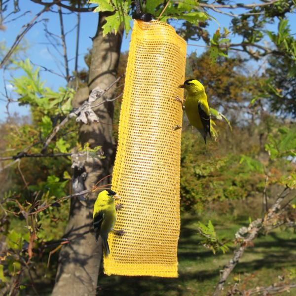 Nyjer Sock - 10 in yellow