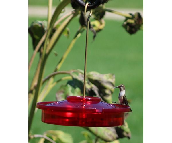 Songbird Essentials Hummingbird Haven 16oz