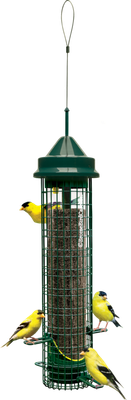 SQUIRREL BUSTER - FINCH single